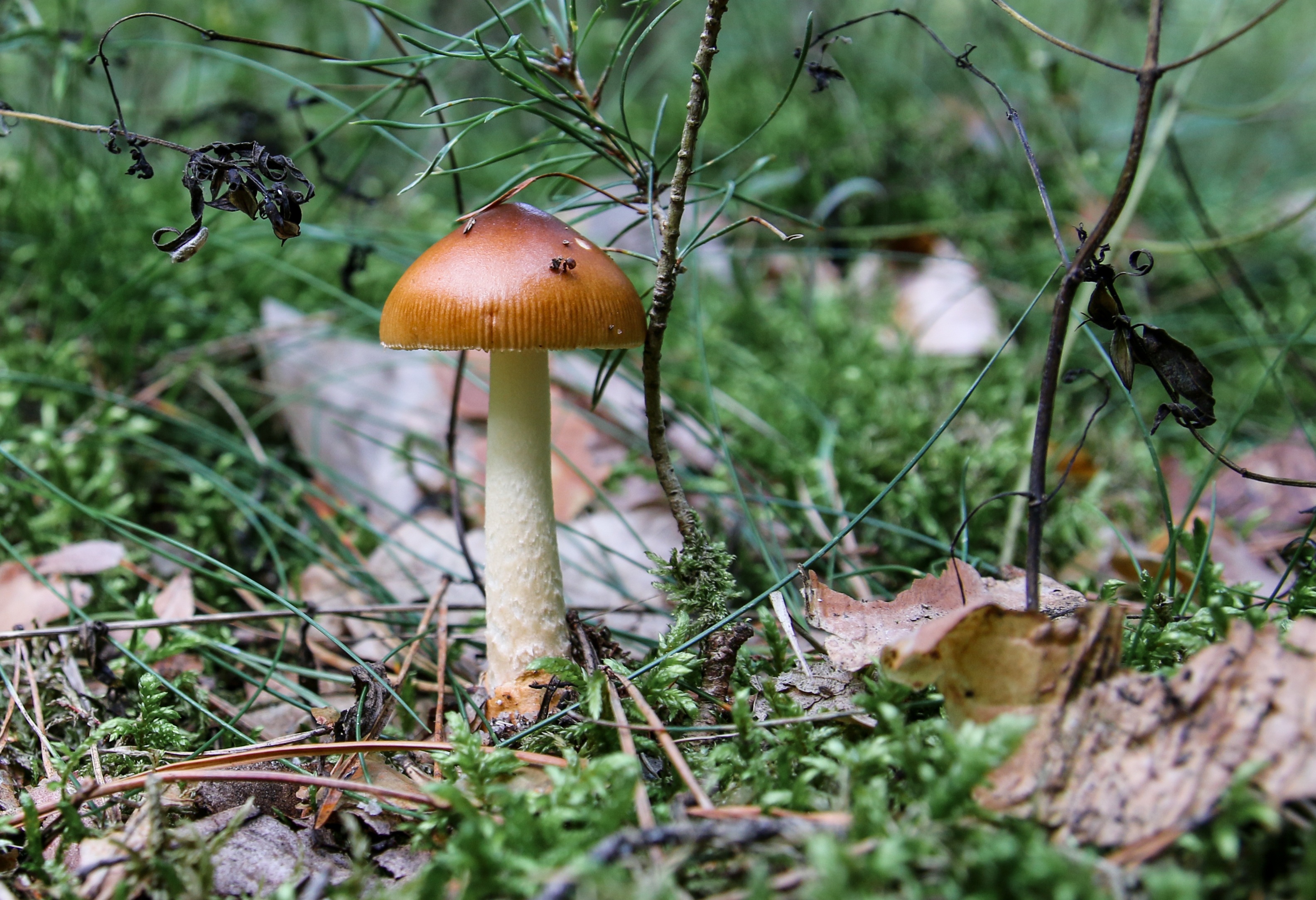 mushroom-982036