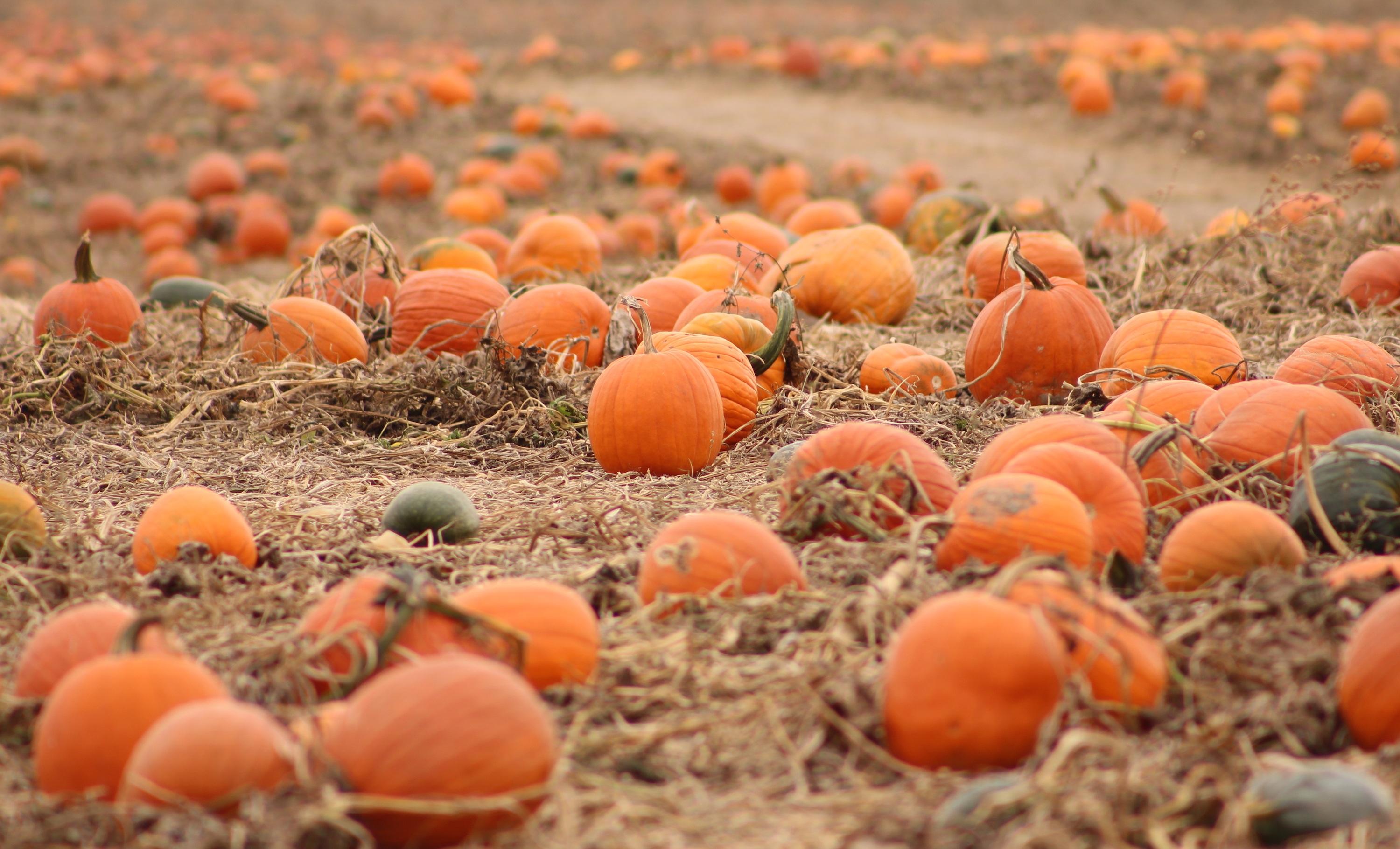 pumpkins-1131085